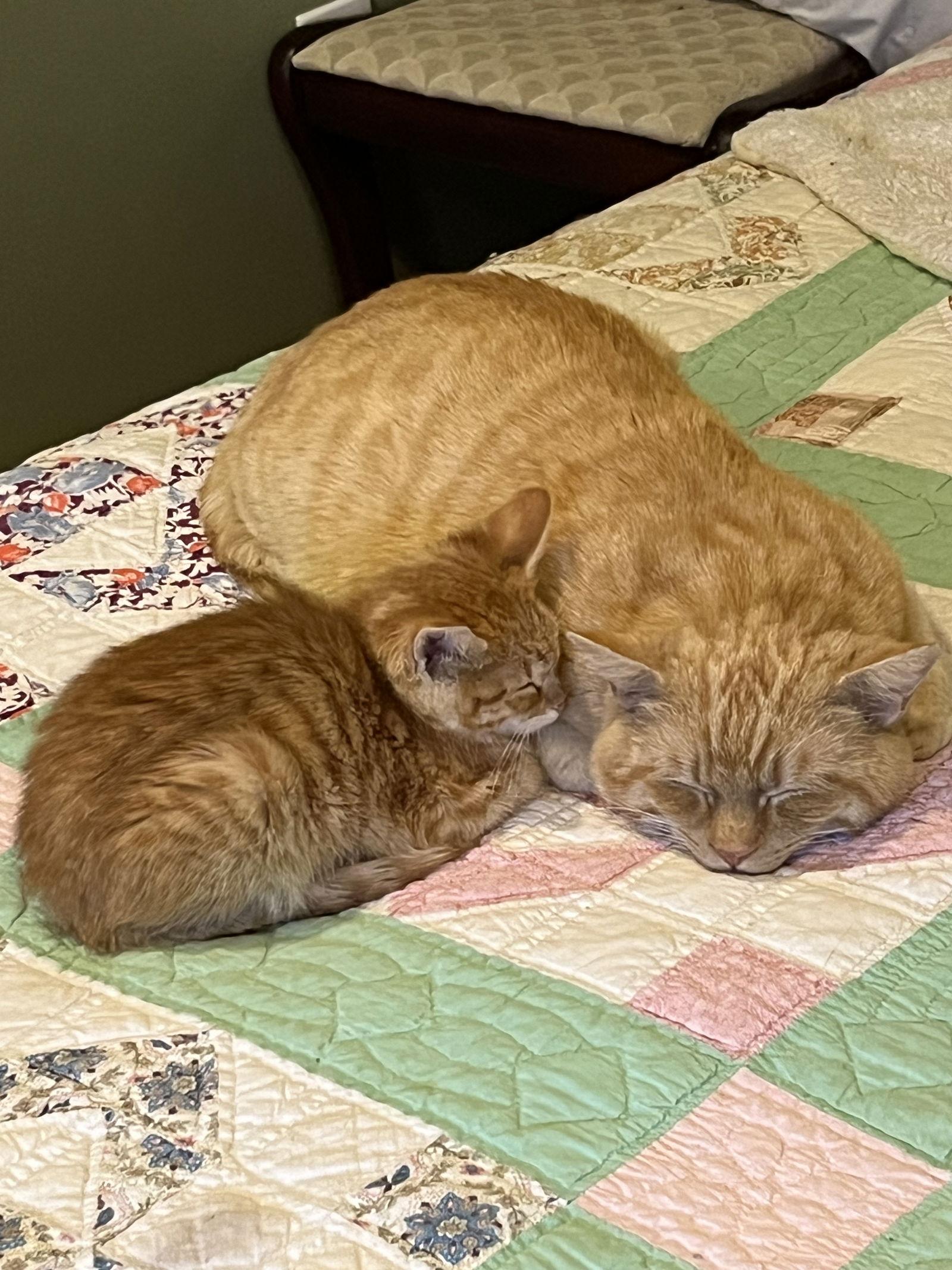 Enlarge Benito, a Adoptable Domestic Short Hair in Reston, VA image 3/3