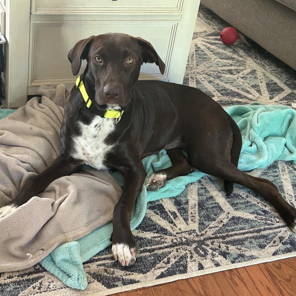 Natalie, Adoptable, Young Female Mixed Breed.