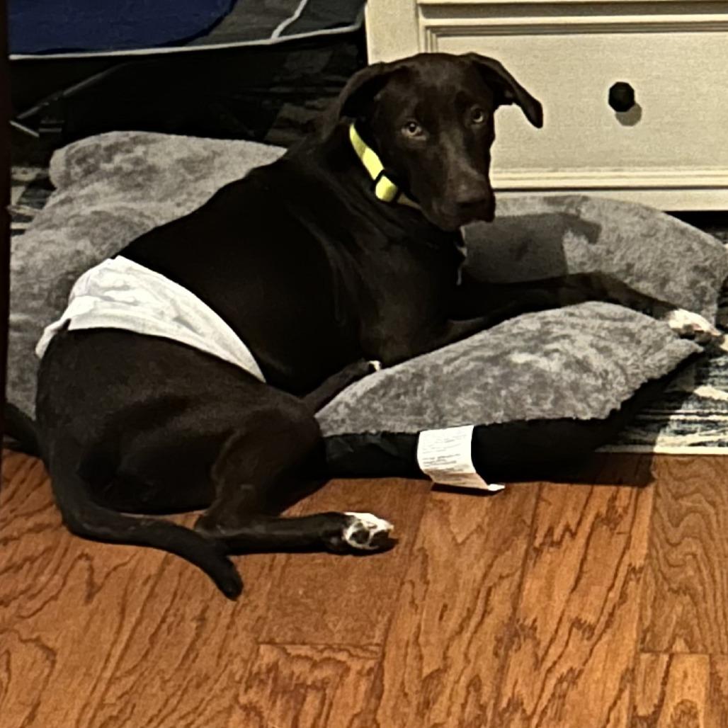 Enlarge Natalie, a Adoptable Mixed Breed in Gainesville, GA image 2/4