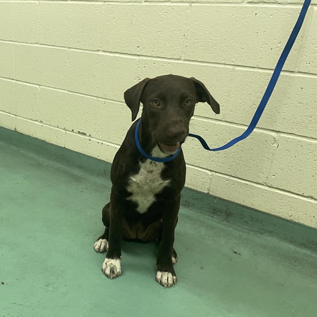 Enlarge Natalie, a Adoptable Mixed Breed in Gainesville, GA image 3/4