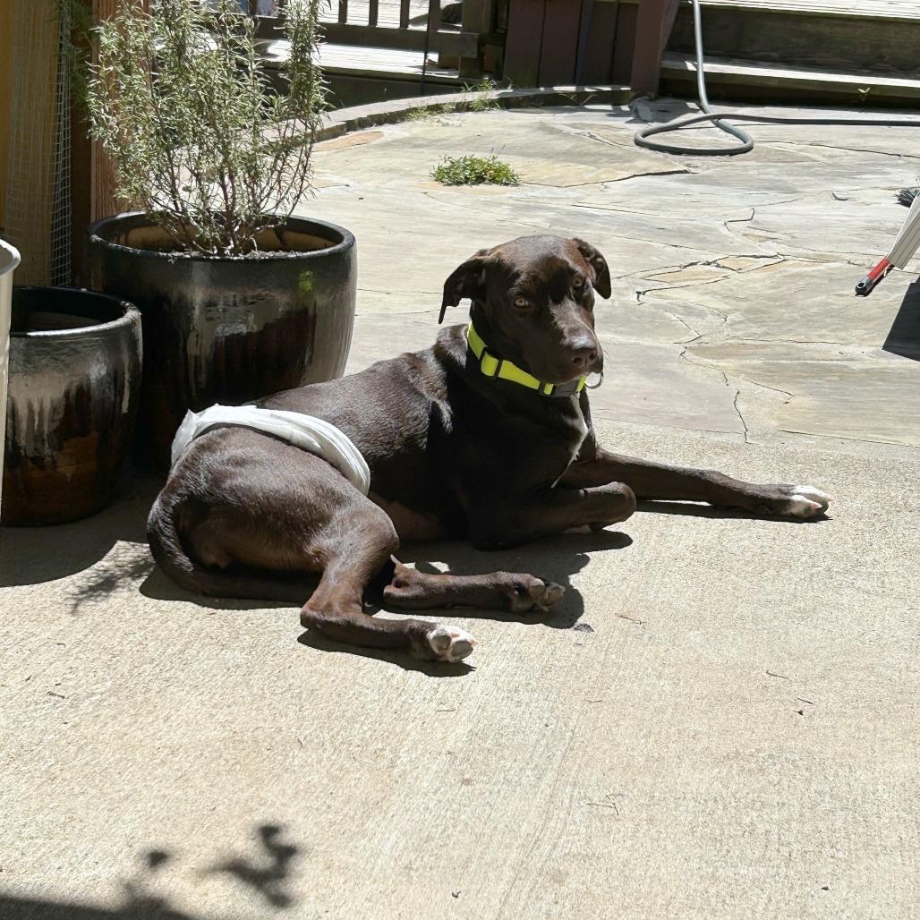 Enlarge Natalie, a Adoptable Mixed Breed in Gainesville, GA image 4/4