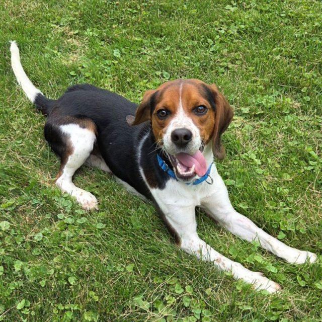 Lester, ADOPTABLE, Young Male Beagle.