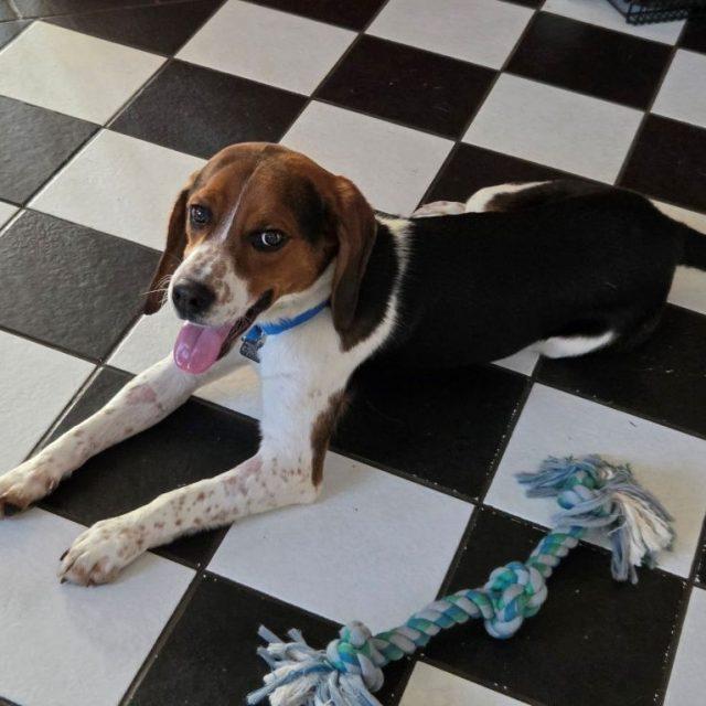 Enlarge Lester, a ADOPTABLE Beagle in Rensselaer, NY image 4/4