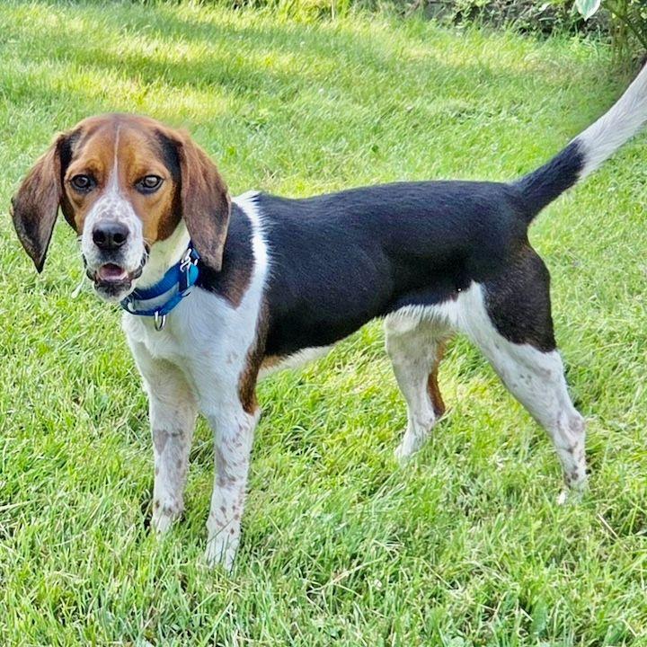 Enlarge Lester, a ADOPTABLE Beagle in Rensselaer, NY image 2/4