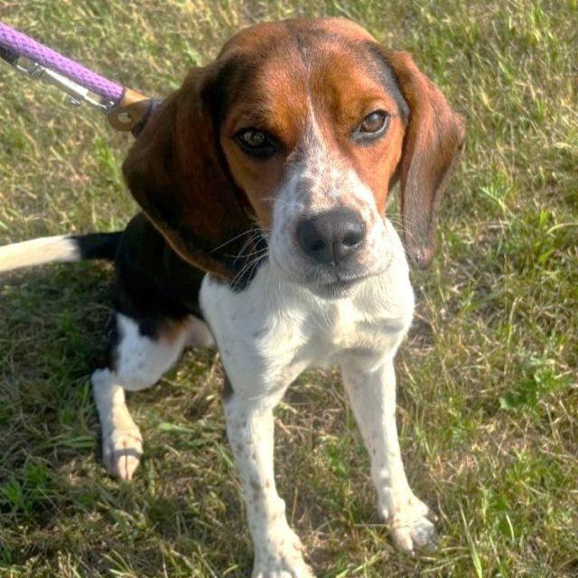 Enlarge Lester, a ADOPTABLE Beagle in Rensselaer, NY image 3/4