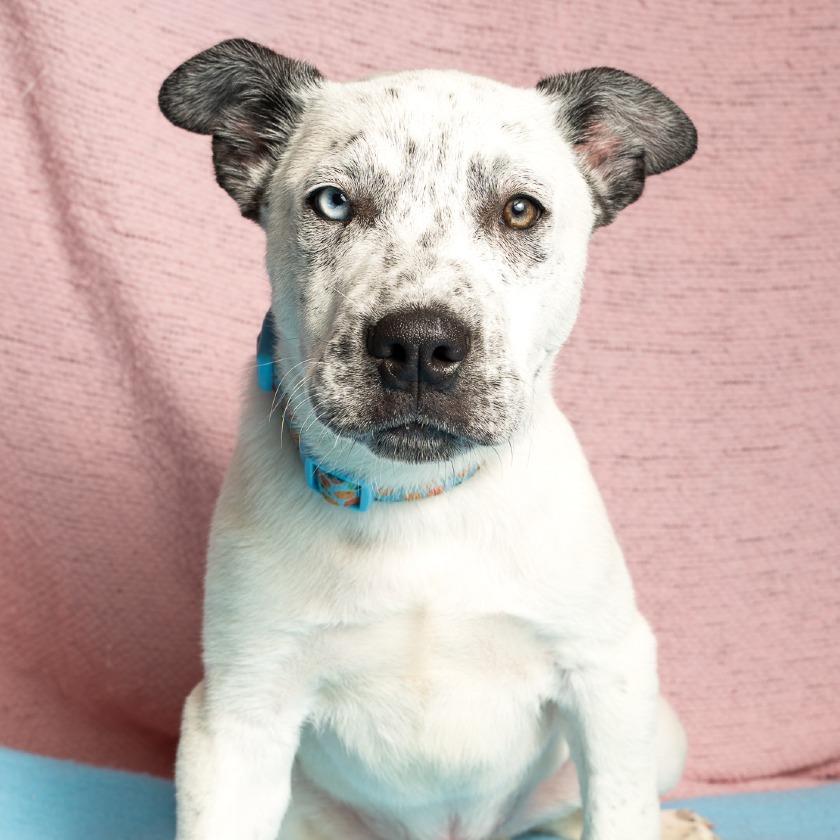 Santiago, Adoptable, Puppy Male Cattle Dog & Mixed Breed.
