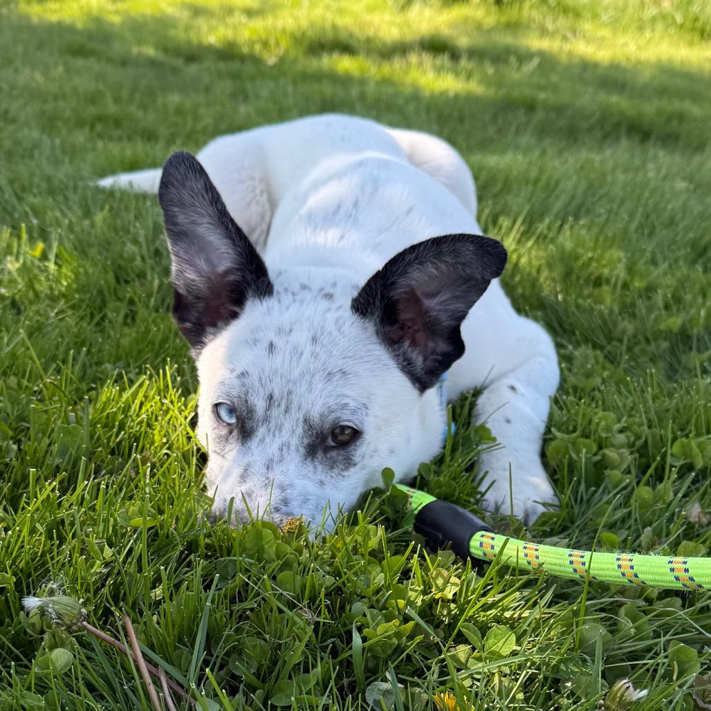 Enlarge Santiago, a Adoptable mixed breed in Brookfield, WI image 3/6