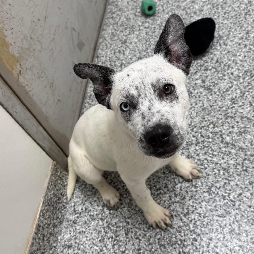 Enlarge Santiago, a Adoptable mixed breed in Brookfield, WI image 4/6