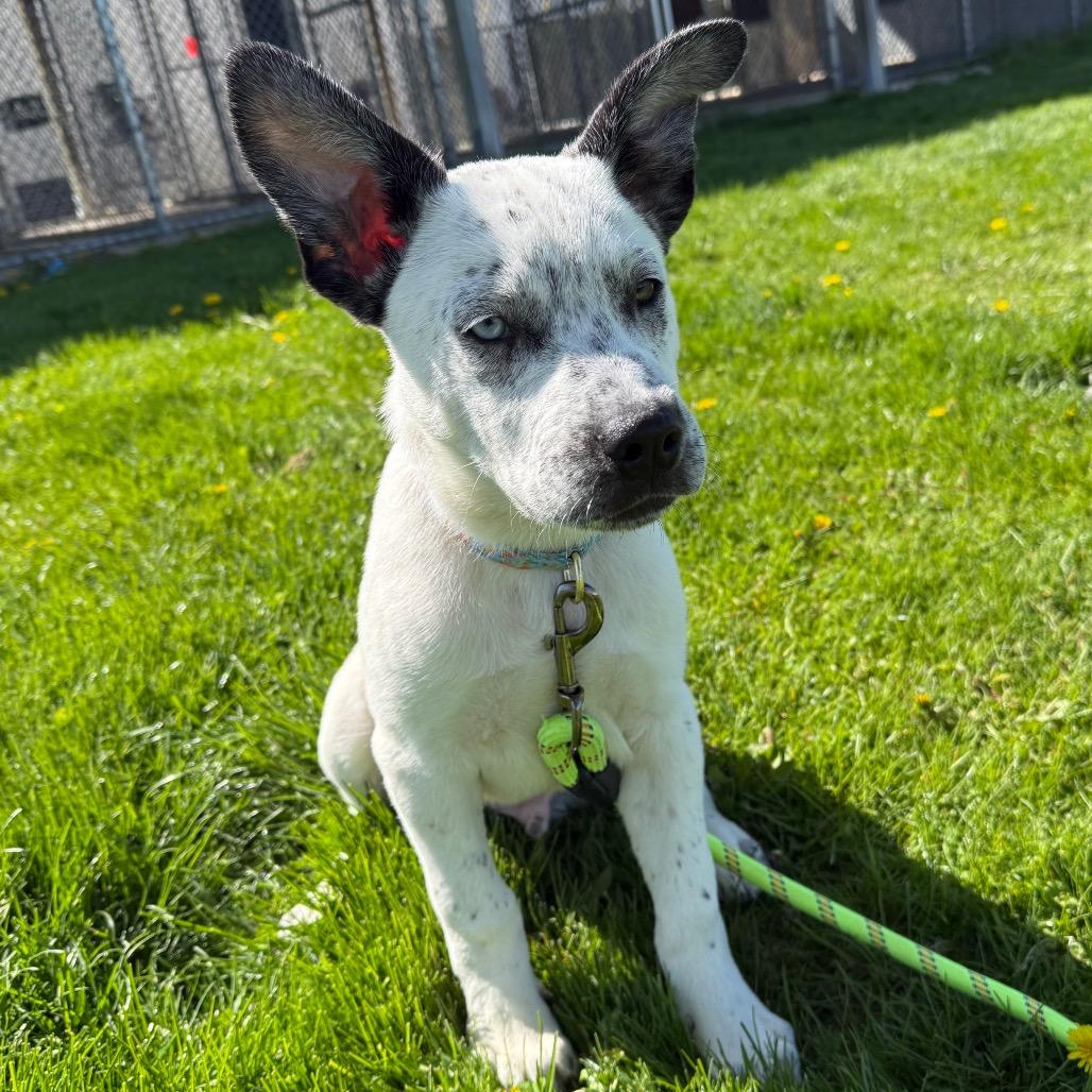 Enlarge Santiago, a Adoptable mixed breed in Brookfield, WI image 5/6