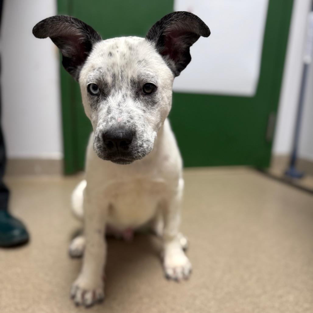 Enlarge Santiago, a Adoptable mixed breed in Brookfield, WI image 6/6