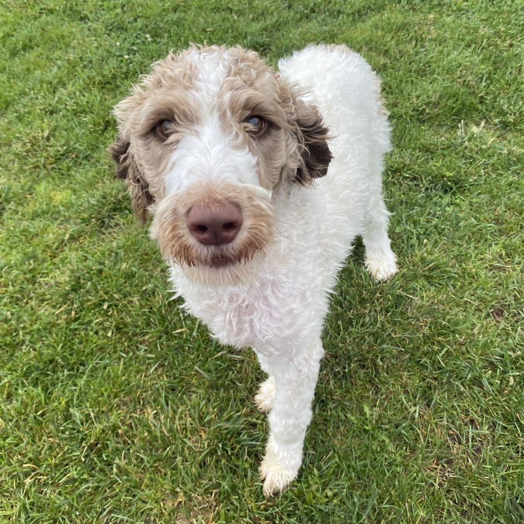 Harrison, Adoptable, Adult Male Mixed Breed.