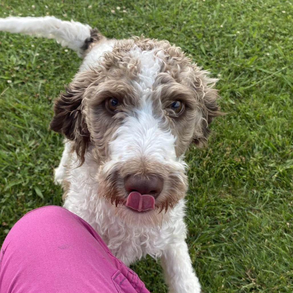 Enlarge Harrison, a Adoptable Mixed Breed in Fletcher, NC image 5/5