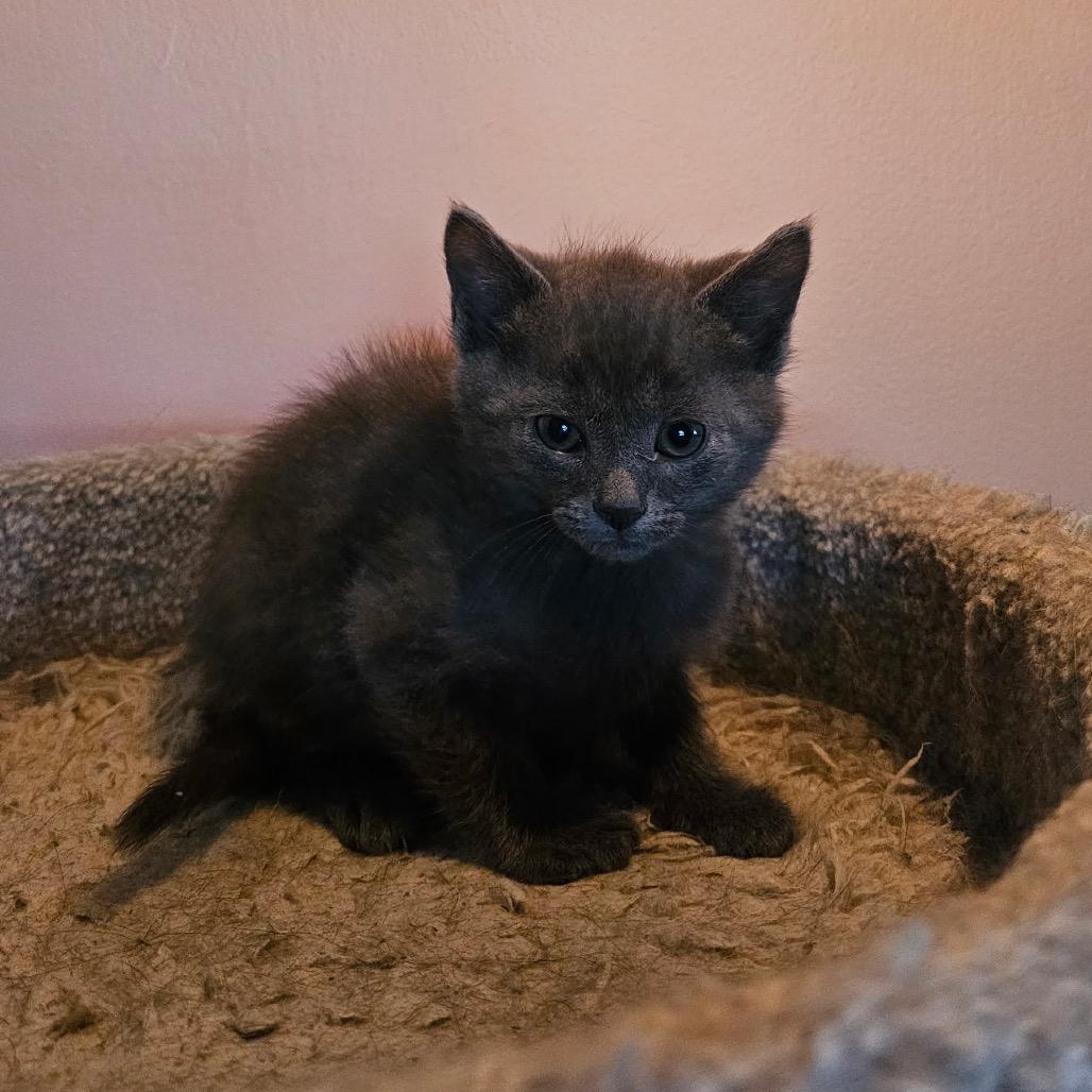 Seattle, a Adoptable Domestic Short Hair in Mocksville, NC image 1/5