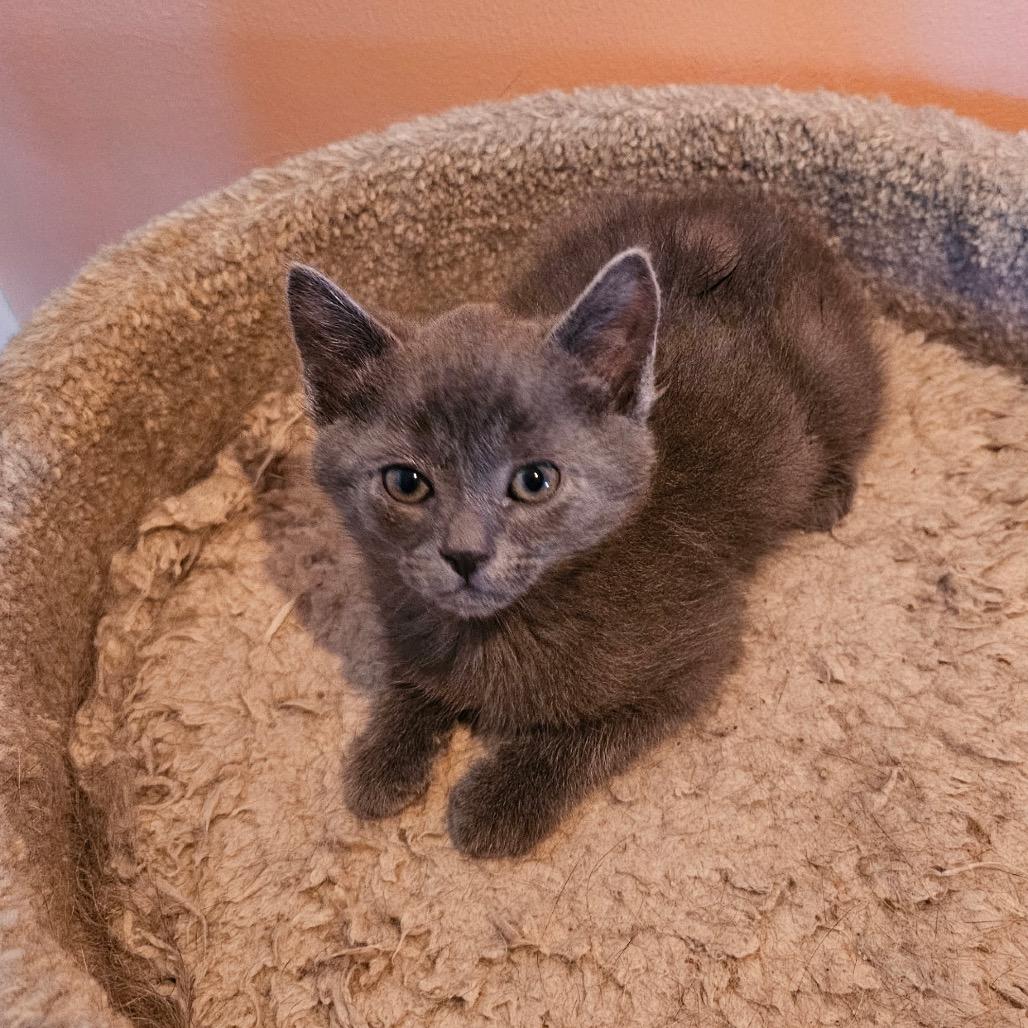 Seattle, a Adoptable Domestic Short Hair in Mocksville, NC image 2/5