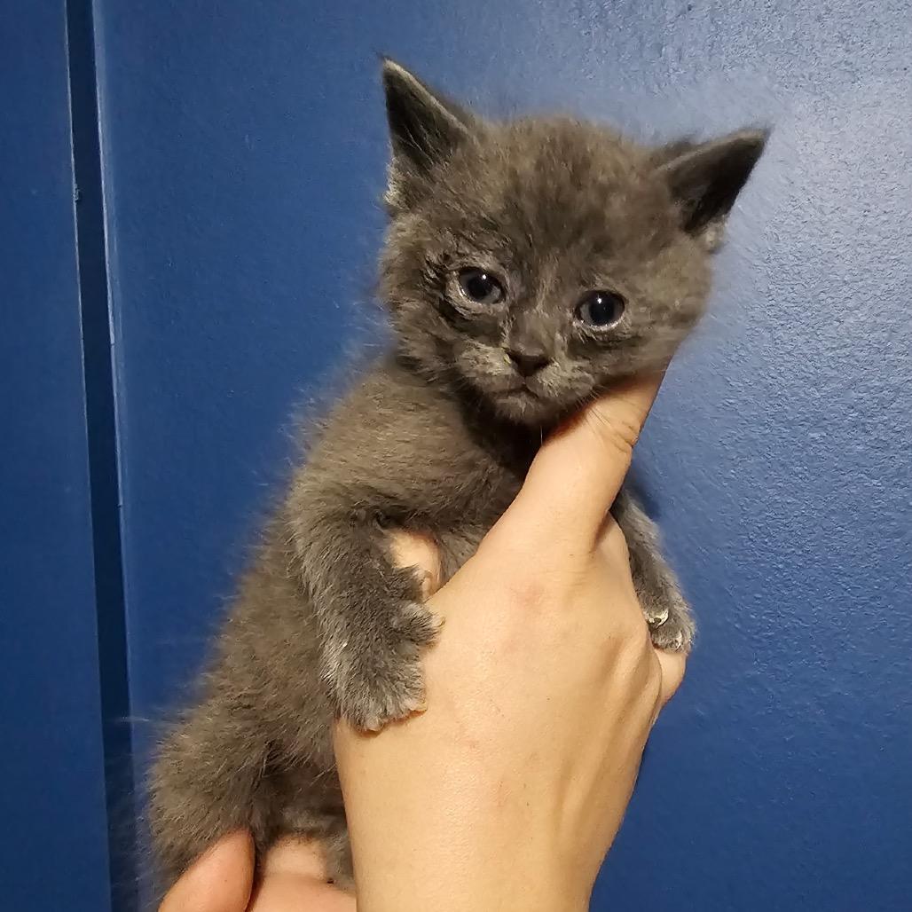 Seattle, a Adoptable Domestic Short Hair in Mocksville, NC image 3/5