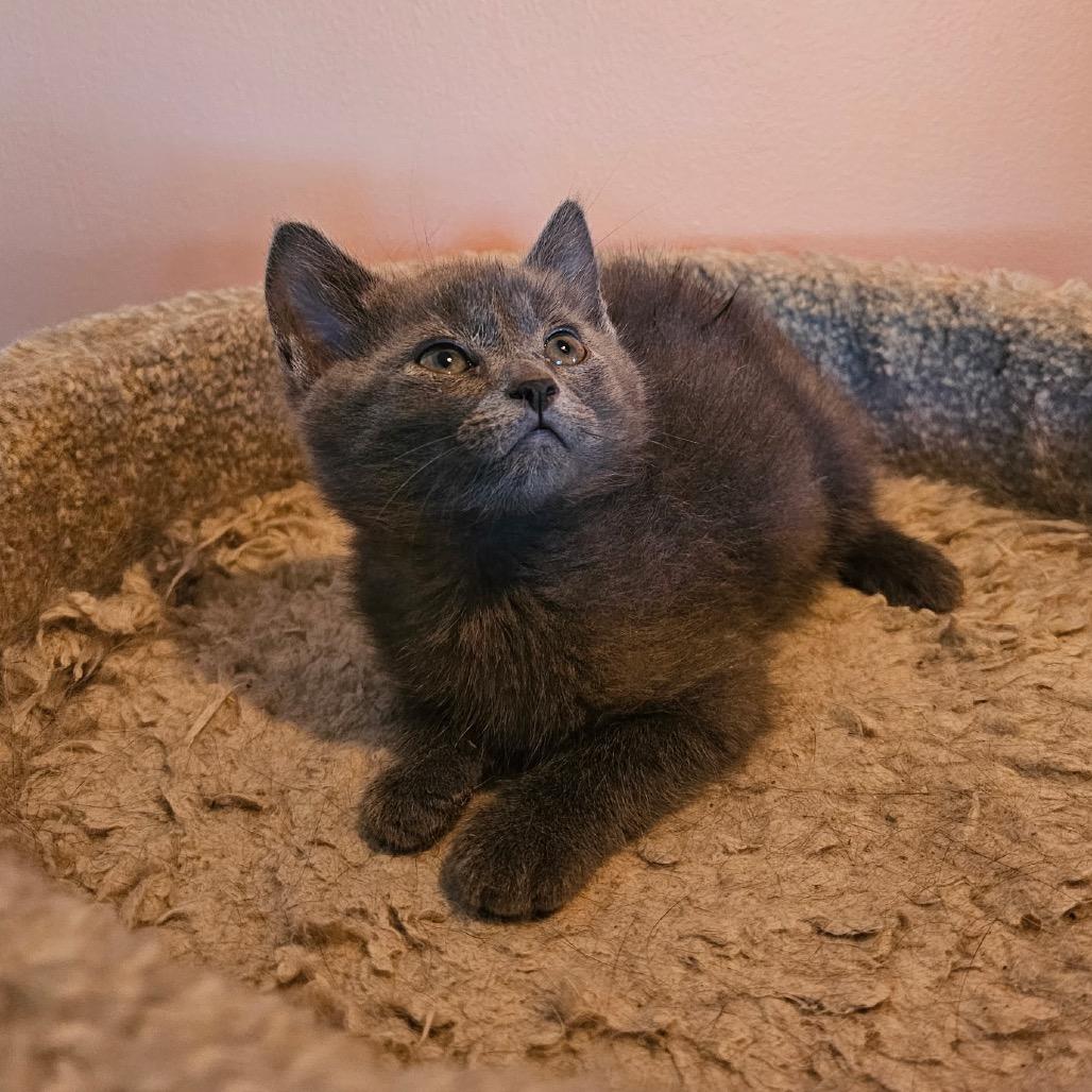 Seattle, a Adoptable Domestic Short Hair in Mocksville, NC image 4/5