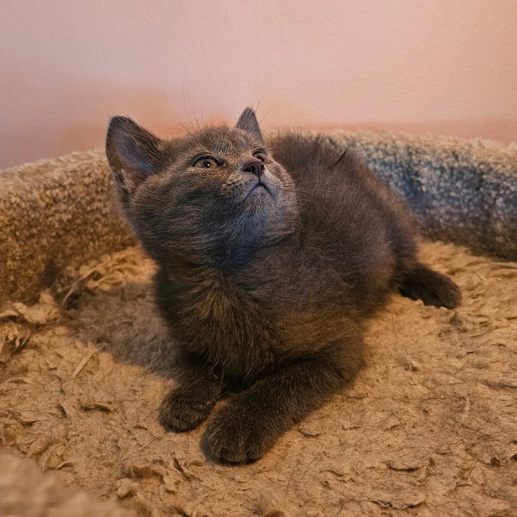 Seattle, a Adoptable Domestic Short Hair in Mocksville, NC image 5/5