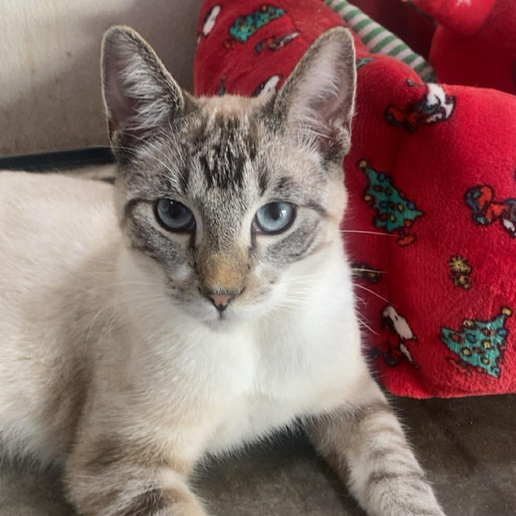 Enlarge Casper, an adopted Domestic Short Hair in Graham, TX image 1/2