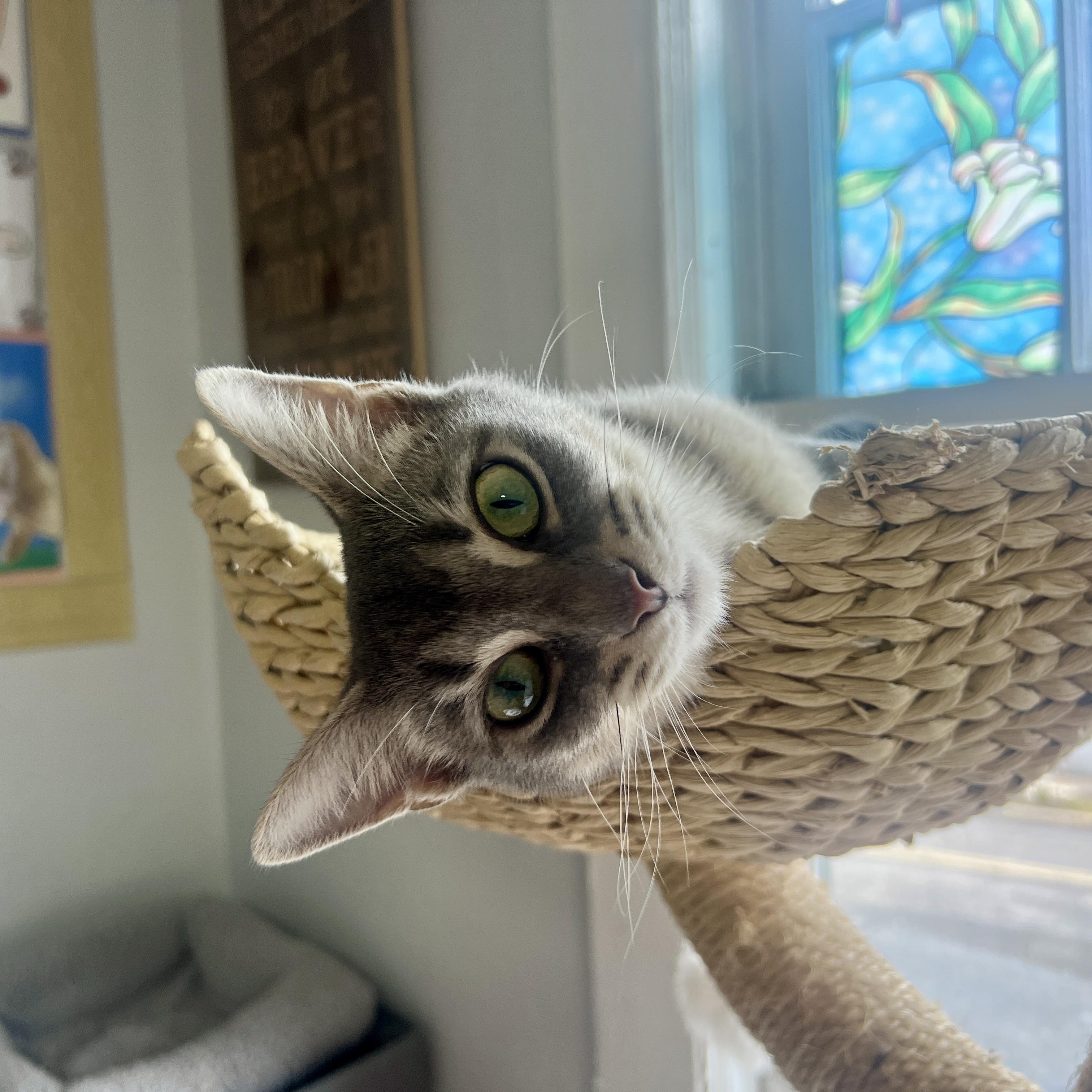 Enlarge Magic, a Adoptable Domestic Short Hair in Roanoke, VA image 2/4