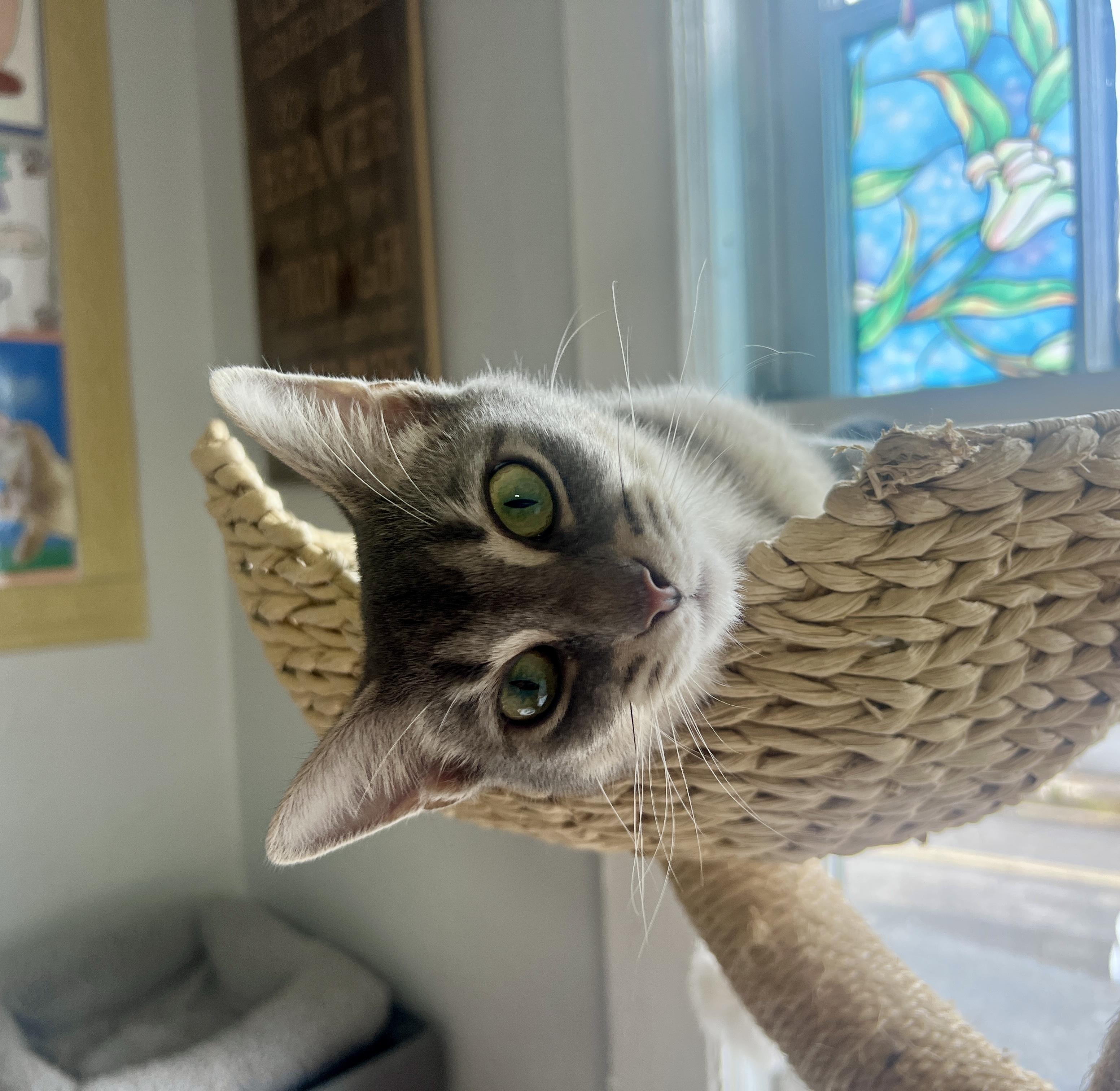 Enlarge Magic, a Adoptable Domestic Short Hair in Roanoke, VA image 1/4