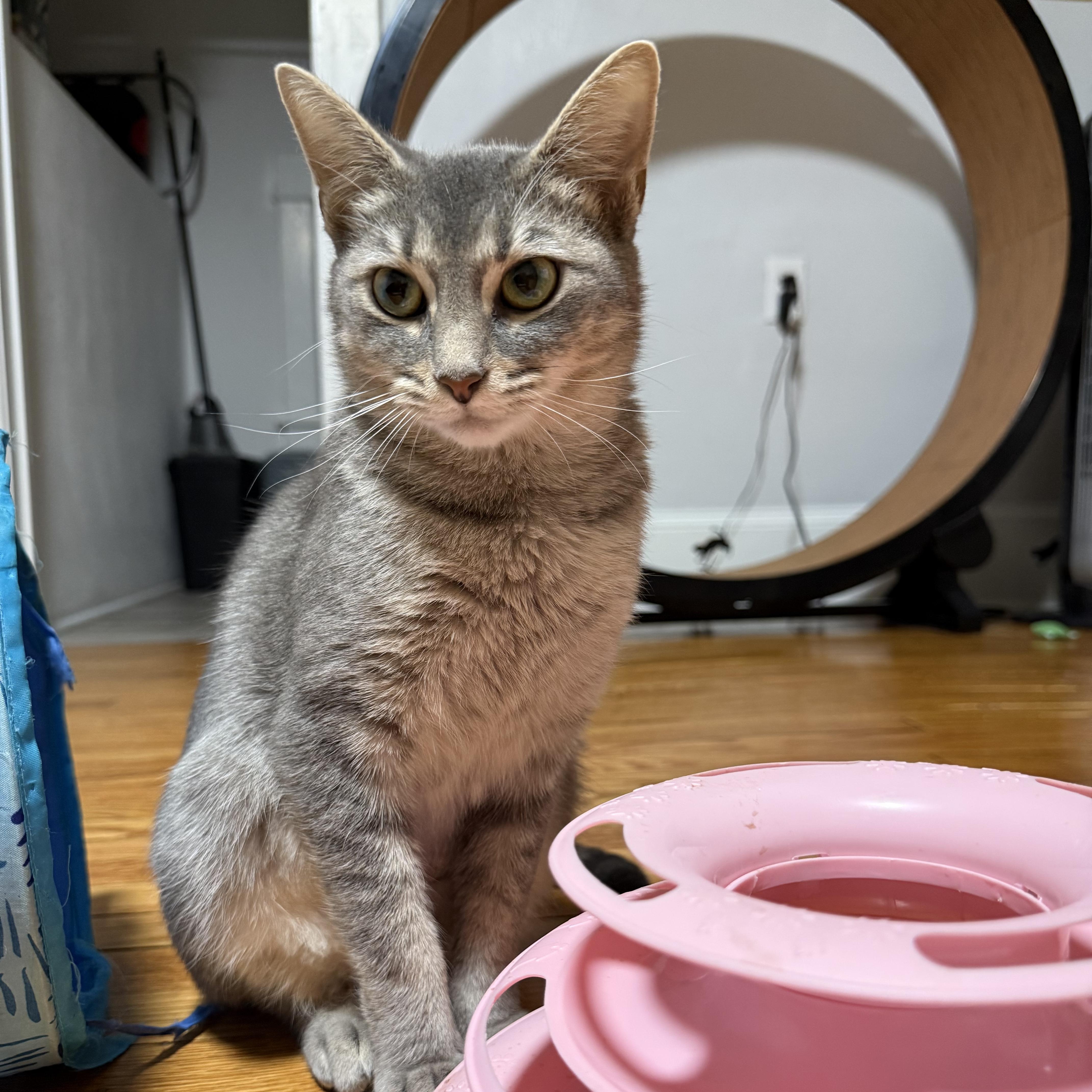 Enlarge Magic, a Adoptable Domestic Short Hair in Roanoke, VA image 2/4