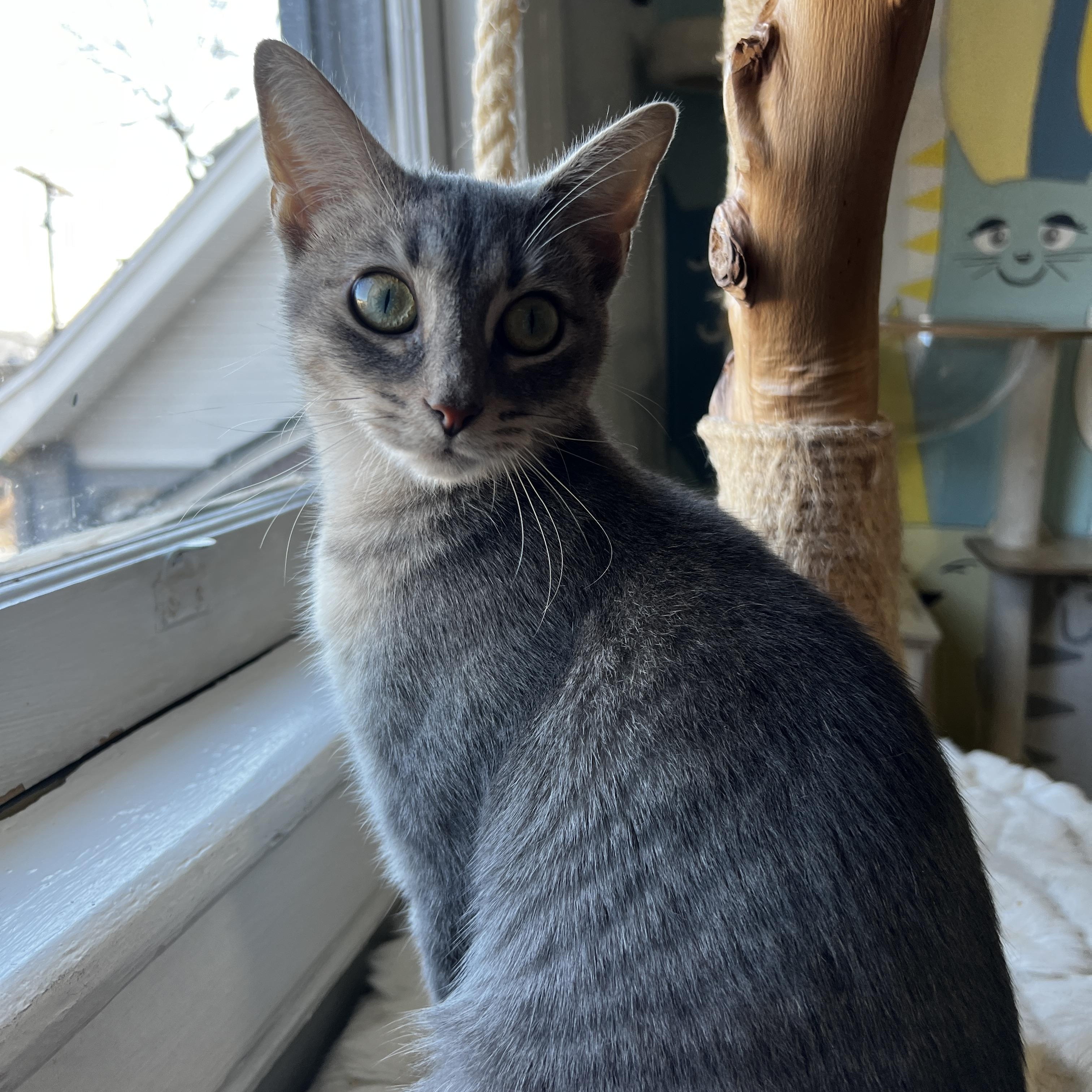 Enlarge Magic, a Adoptable Domestic Short Hair in Roanoke, VA image 4/4