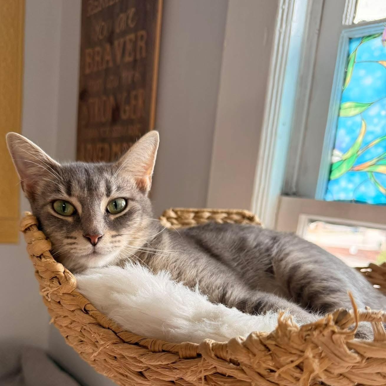 Enlarge Magic, a Adoptable Domestic Short Hair in Roanoke, VA image 1/4