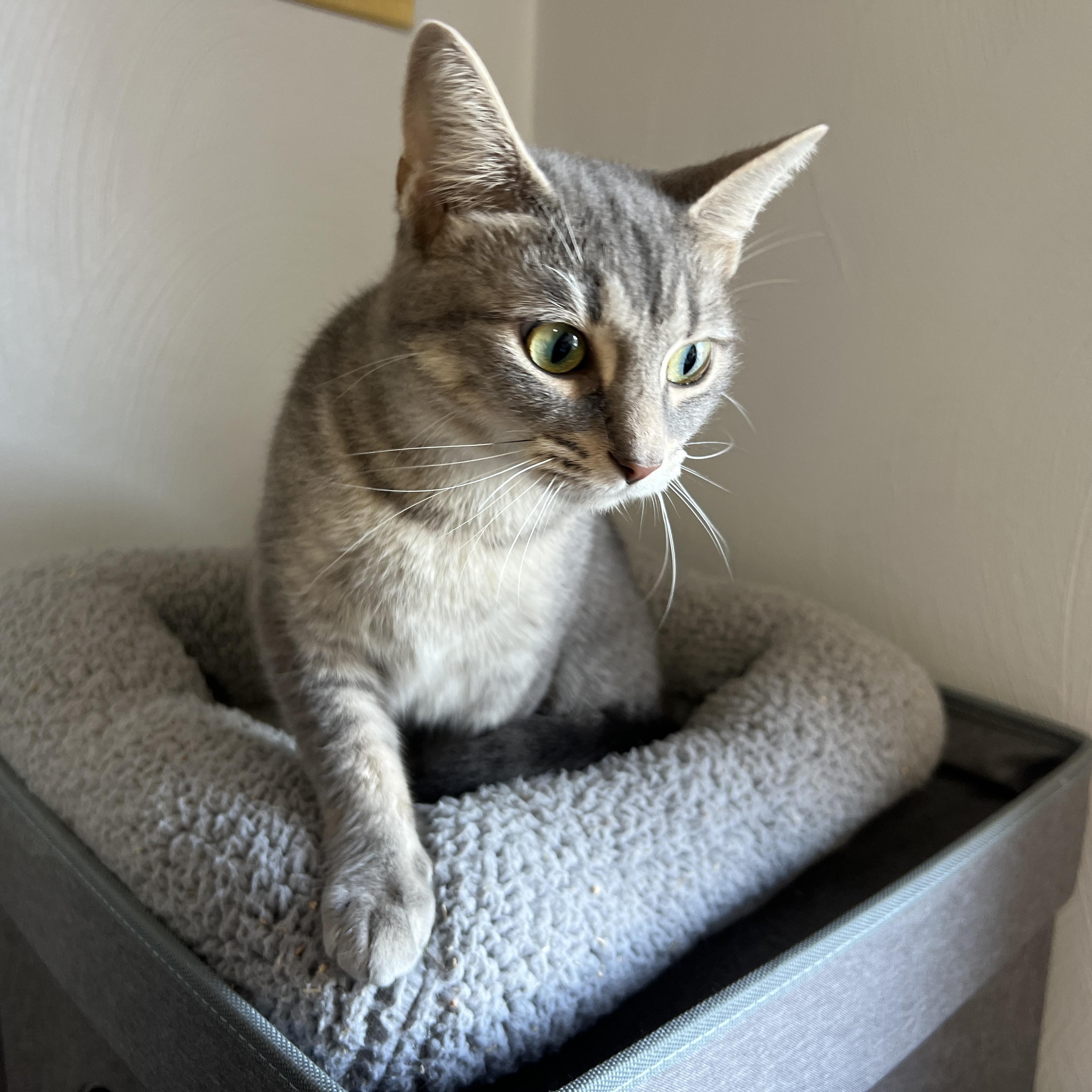 Enlarge Magic, a Adoptable Domestic Short Hair in Roanoke, VA image 3/4
