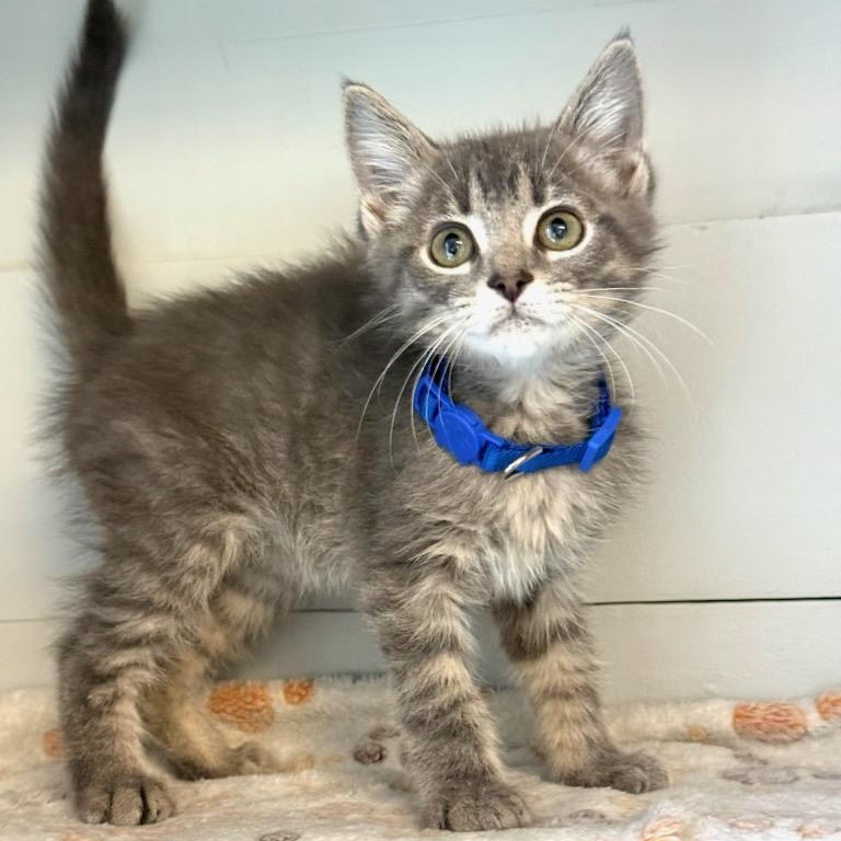Enlarge Simon, a Adopted Domestic Short Hair in Greensburg, PA image 2/3