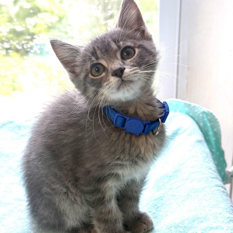 Enlarge Simon, a Adopted Domestic Short Hair in Greensburg, PA image 1/3