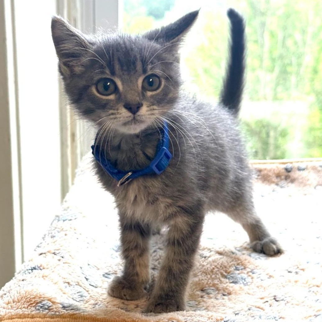 Enlarge Simon, a Adopted Domestic Short Hair in Greensburg, PA image 3/3
