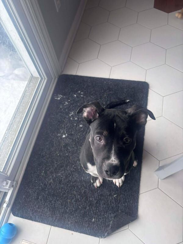 Quest, Adoptable, Young Male Mixed Breed.