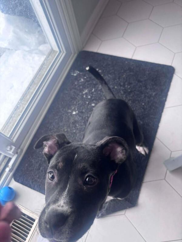 Quest, a Adoptable Mixed Breed in Athens, ON image 3/6