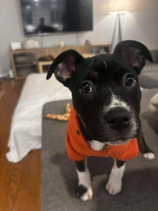 Quest, a Adoptable Mixed Breed in Athens, ON image 4/6