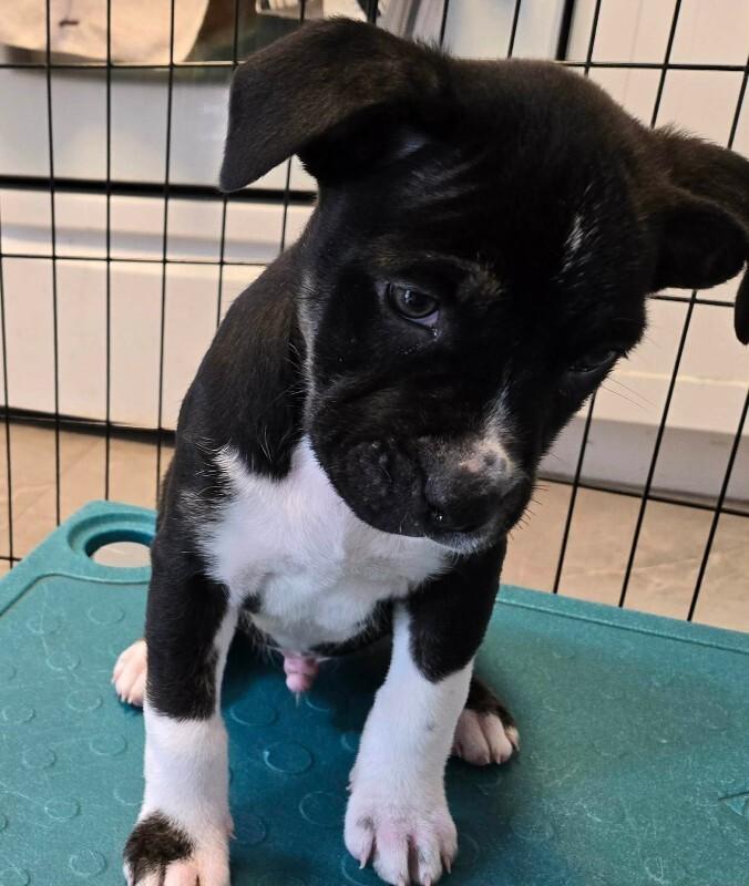 Quest, Adoptable, Young Male Mixed Breed.