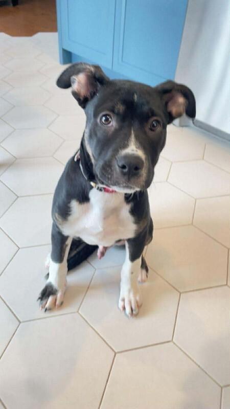 Quest, a Adoptable Mixed Breed in Athens, ON image 5/6