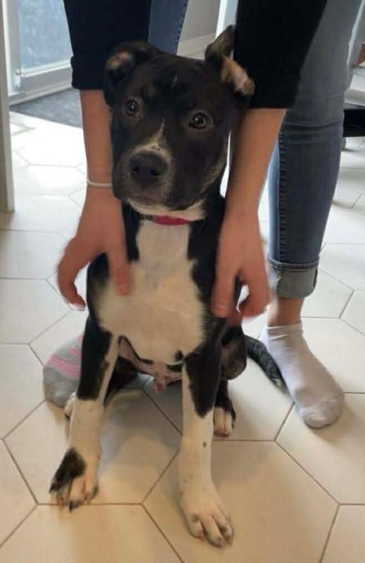 Quest, a Adoptable Mixed Breed in Athens, ON image 6/6