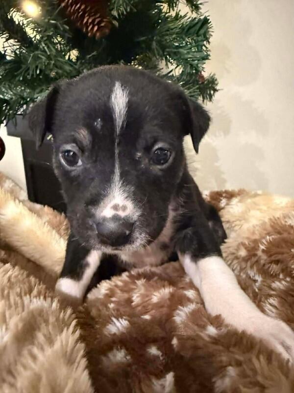 Enlarge Quest, a Adoptable Mixed Breed in Athens, ON image 4/4