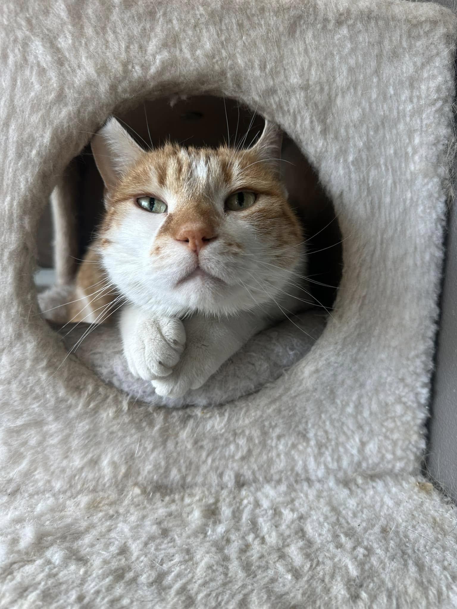 Goldy, Adopted, Adult Male Domestic Short Hair.