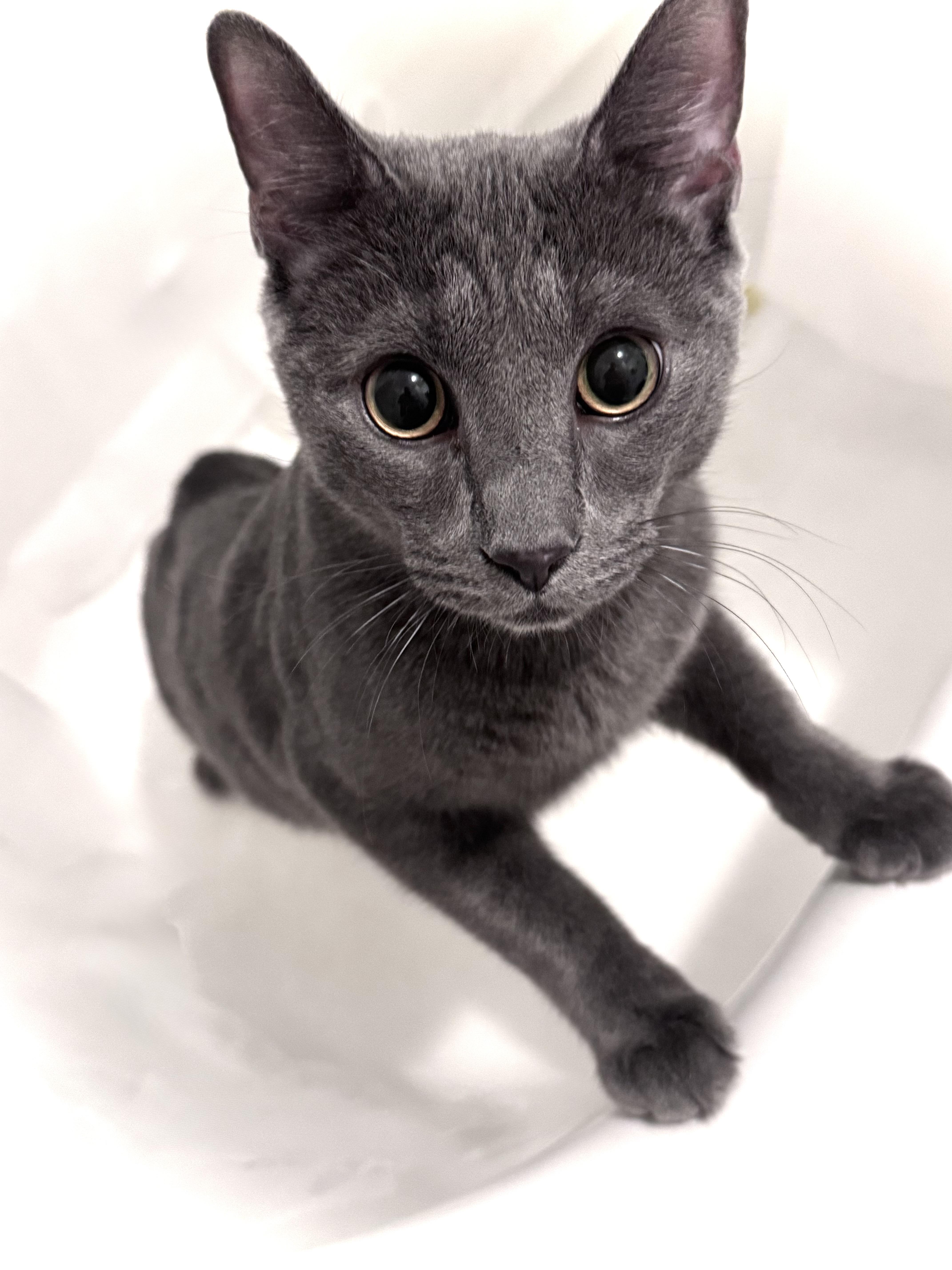 Macchiato , Adoptable, Young Male American Shorthair & Russian Blue.