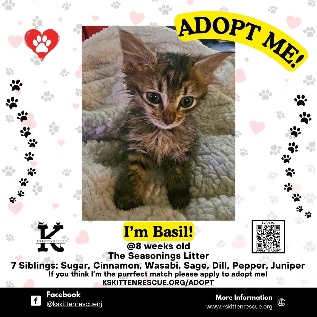 Basil, Baby Male Domestic Short Hair