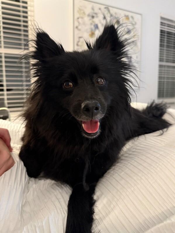 Enlarge Everly Buttercup Kisses, a Adoptable mixed breed in Friendswood, TX image 1/6
