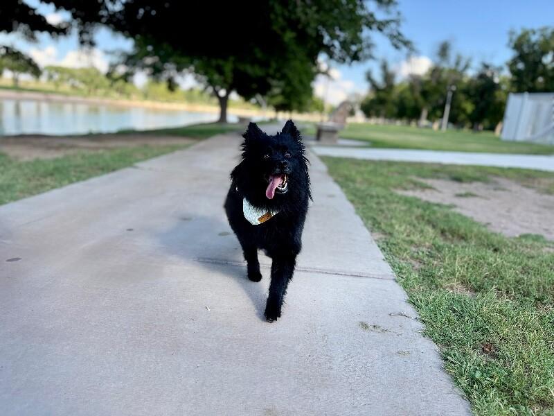 Enlarge Everly Buttercup Kisses, a Adoptable mixed breed in Friendswood, TX image 5/6