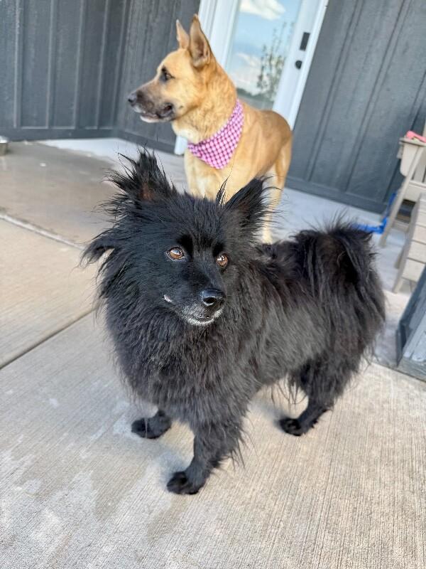 Enlarge Everly Buttercup Kisses, a Adoptable mixed breed in Friendswood, TX image 6/6