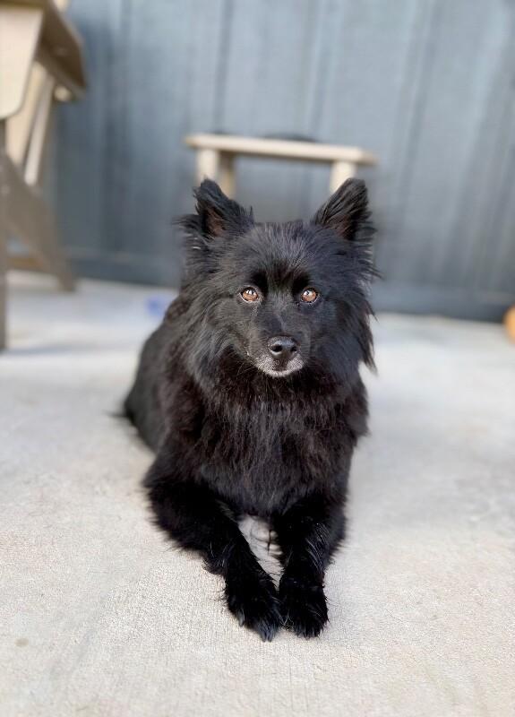 Enlarge Everly Buttercup Kisses, a Adoptable mixed breed in Friendswood, TX image 4/6