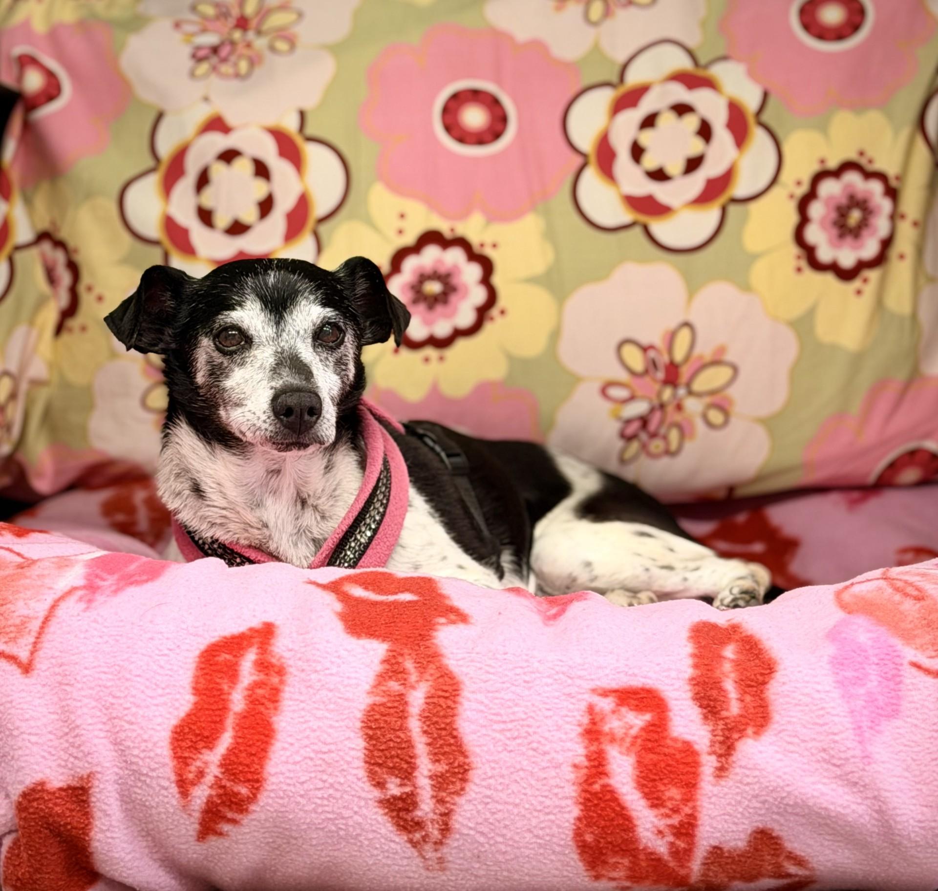 Bailey, adopted, Senior Female Rat Terrier.