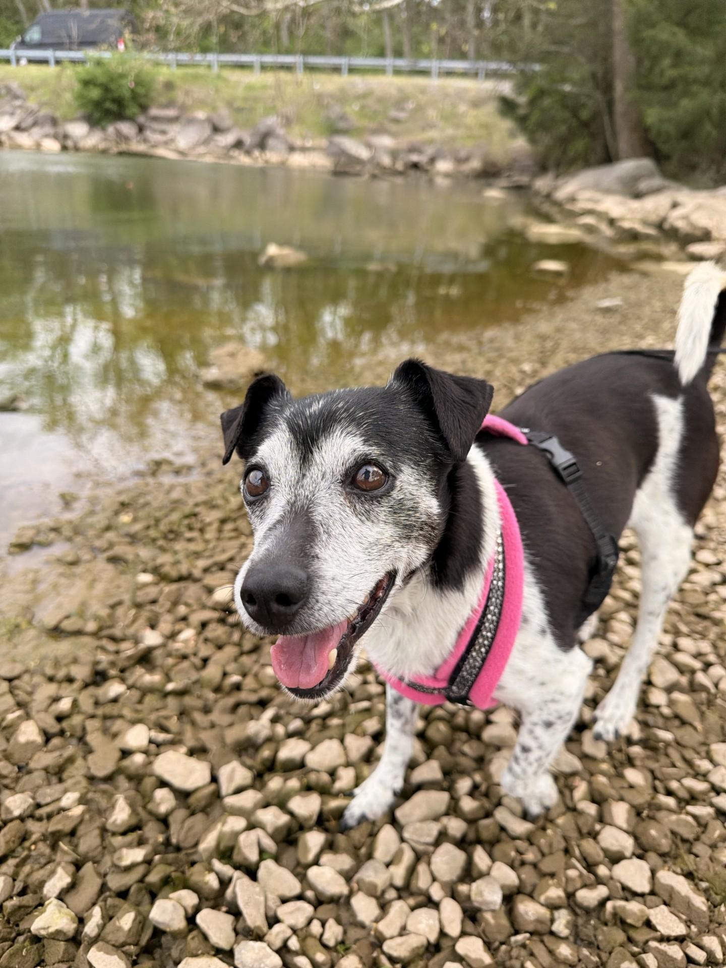 Bailey, an adopted Rat Terrier in Mount Juliet, TN image 2/3