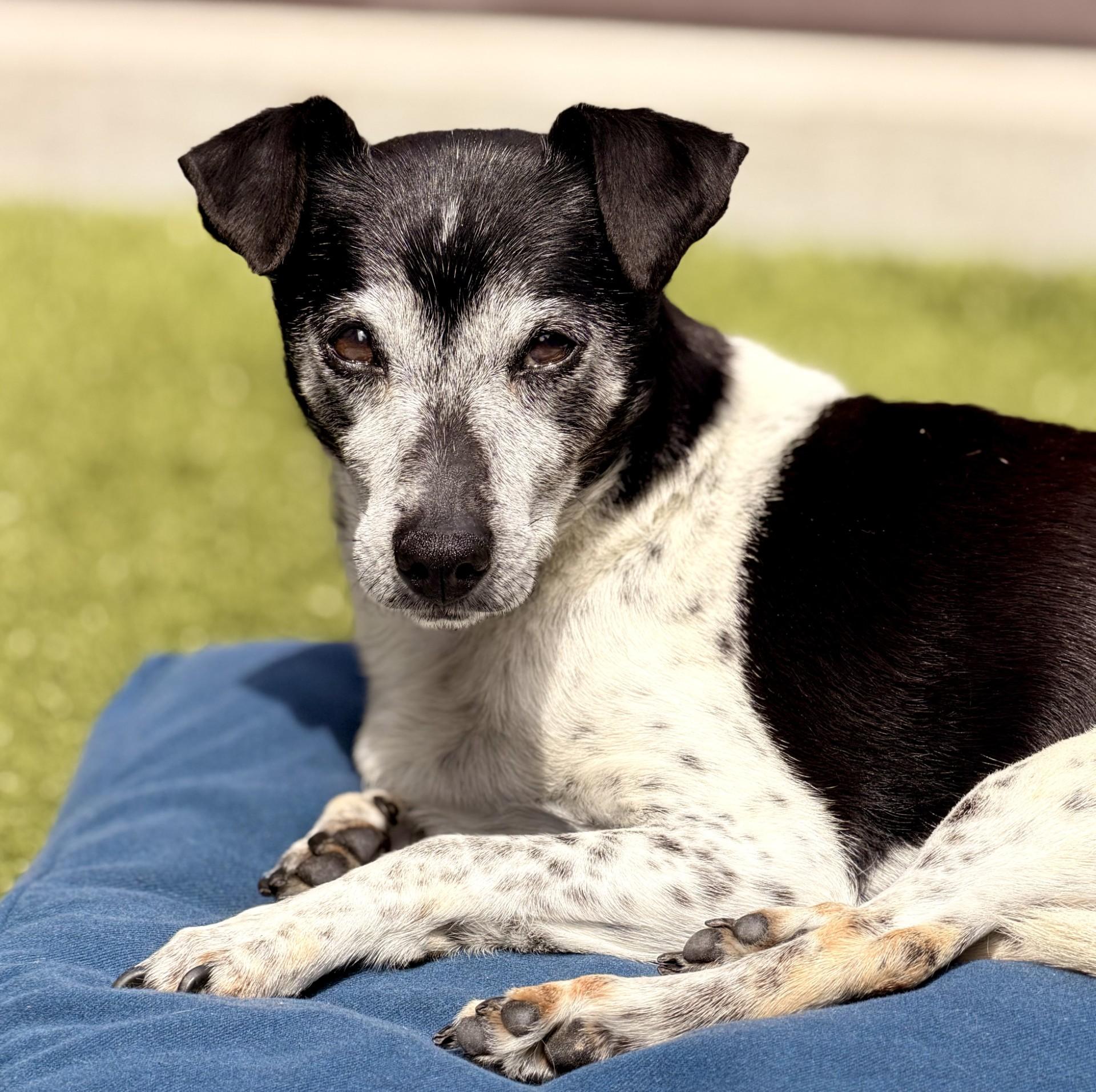 Bailey, an adopted Rat Terrier in Mount Juliet, TN image 3/3