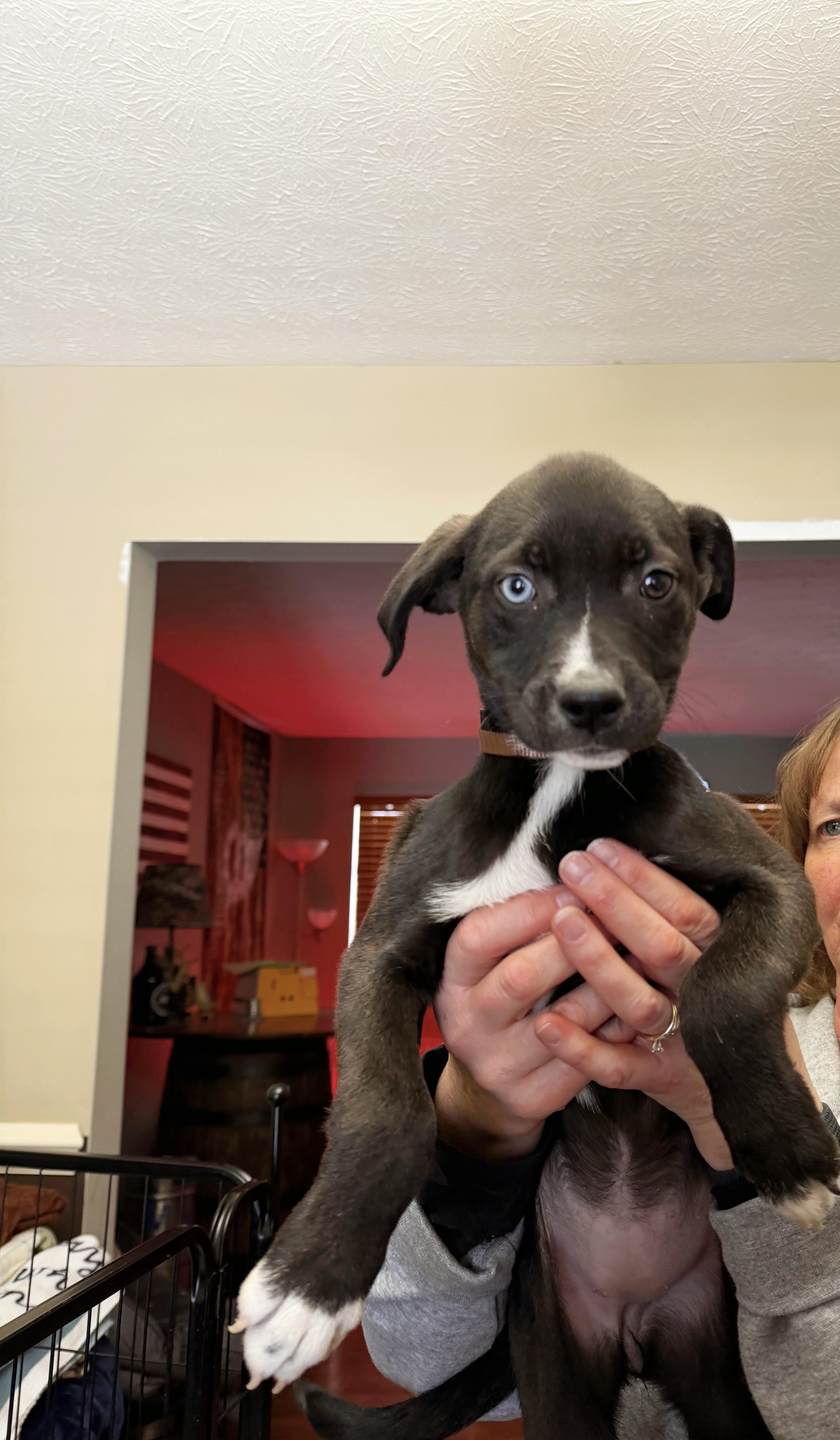 Enlarge Sweet Pea, a Adoptable mixed breed in Seville, OH image 4/5