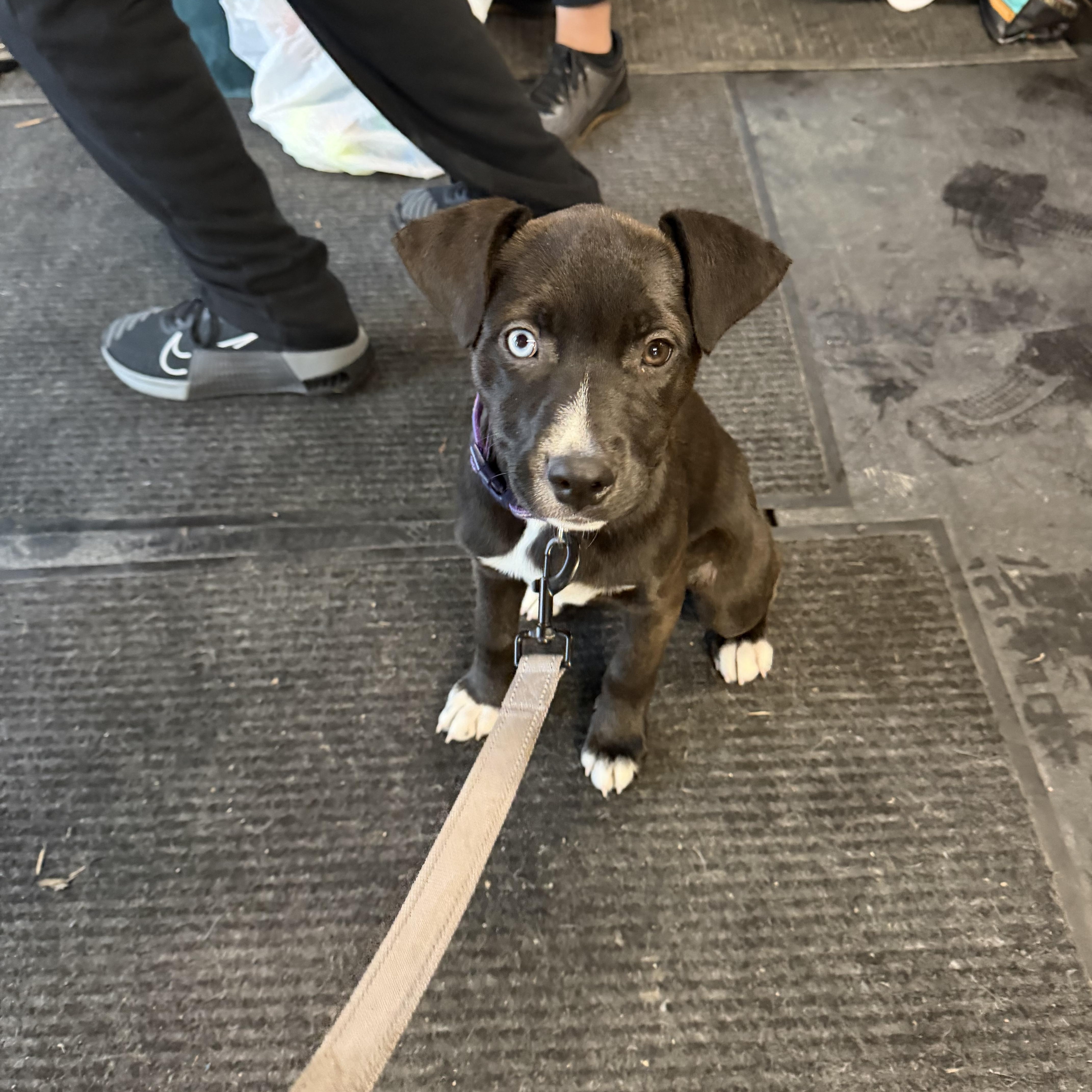 Enlarge Sweet Pea, a Adoptable mixed breed in Seville, OH image 2/5